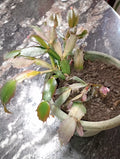 Thanksgiving Cactus Plant - Schlumbergera Truncata - Colorful Holiday Bloomer - Indoor Houseplant