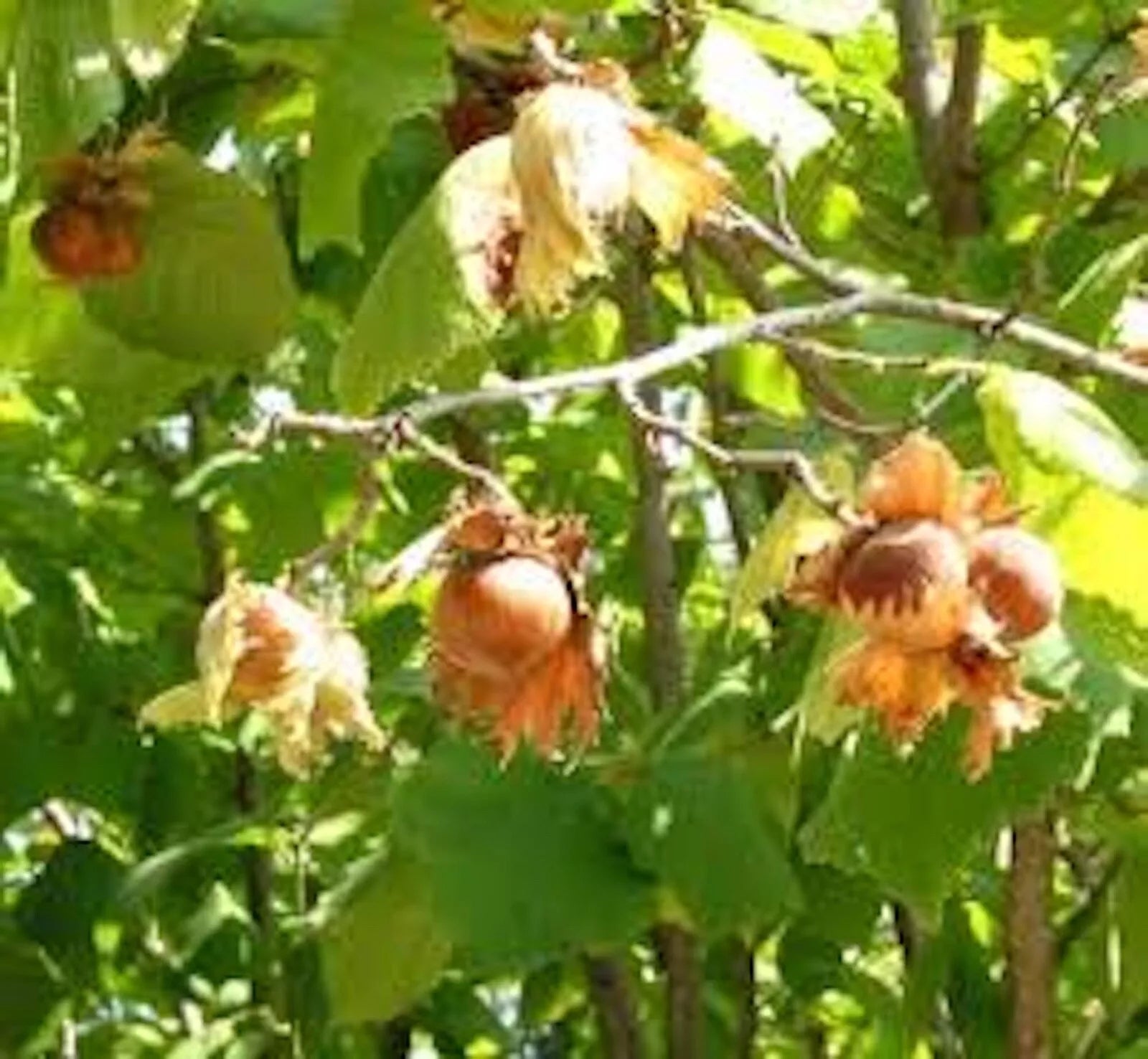 American Hazelnut Tree 12-24in Bare Root Live Plant Corylus avellana Edible Nut Tree Landscape Wildlife Garden
