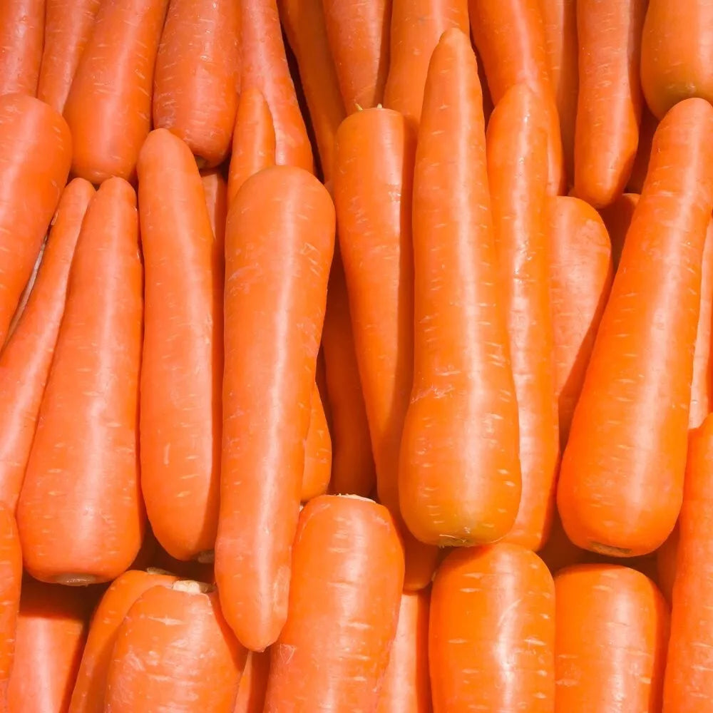 Brilliance Carrot Seeds | Heirloom NON-GMO Vegetable Seeds | Daucus carota