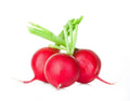 Crimson Giant Radish Seeds - 200 Non-GMO Organic Heirloom Seeds (Raphanus sativus)