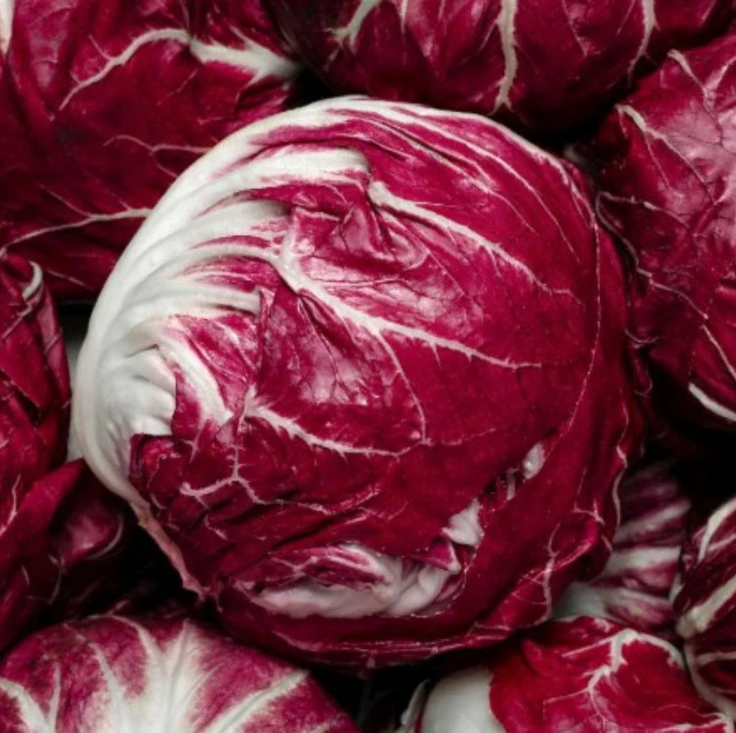 PALLA ROSSA RADICCHIO SEEDS - 1,000+ Count - Endive Variety - Chicory (Cichorium intybus) Seeds