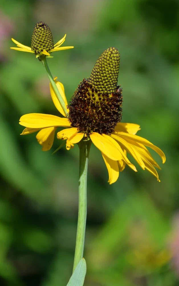 Great Coneflower Seeds, 100 Count, Easy to Grow, Rudbeckia maxima