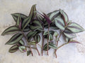 Tradescantia Zebrina Cuttings - 5 Pack Wandering Jew Plant - Freezes in 35°F & Below