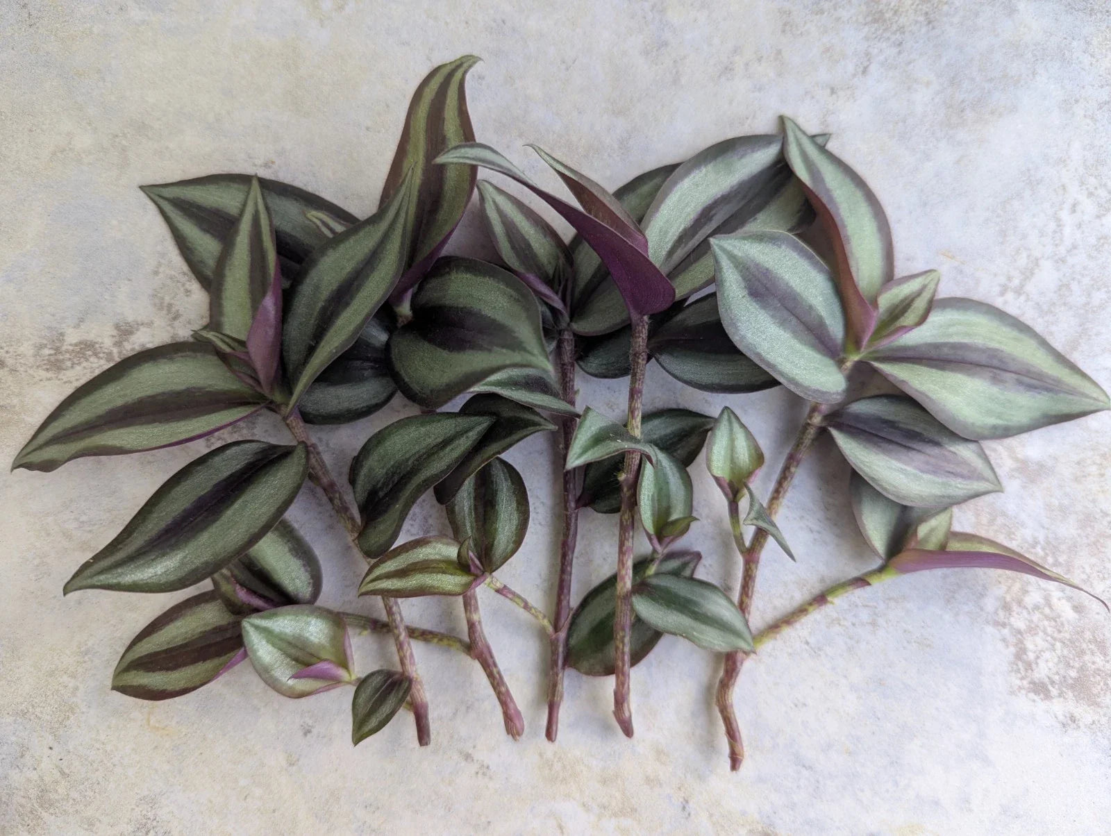 Tradescantia Zebrina Cuttings - 5 Pack Wandering Jew Plant - Freezes in 35°F & Below