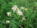 Mint Seeds - 300 Count - Mountain Wild Herb - Perfect for Shade/Sun - GroCo USA