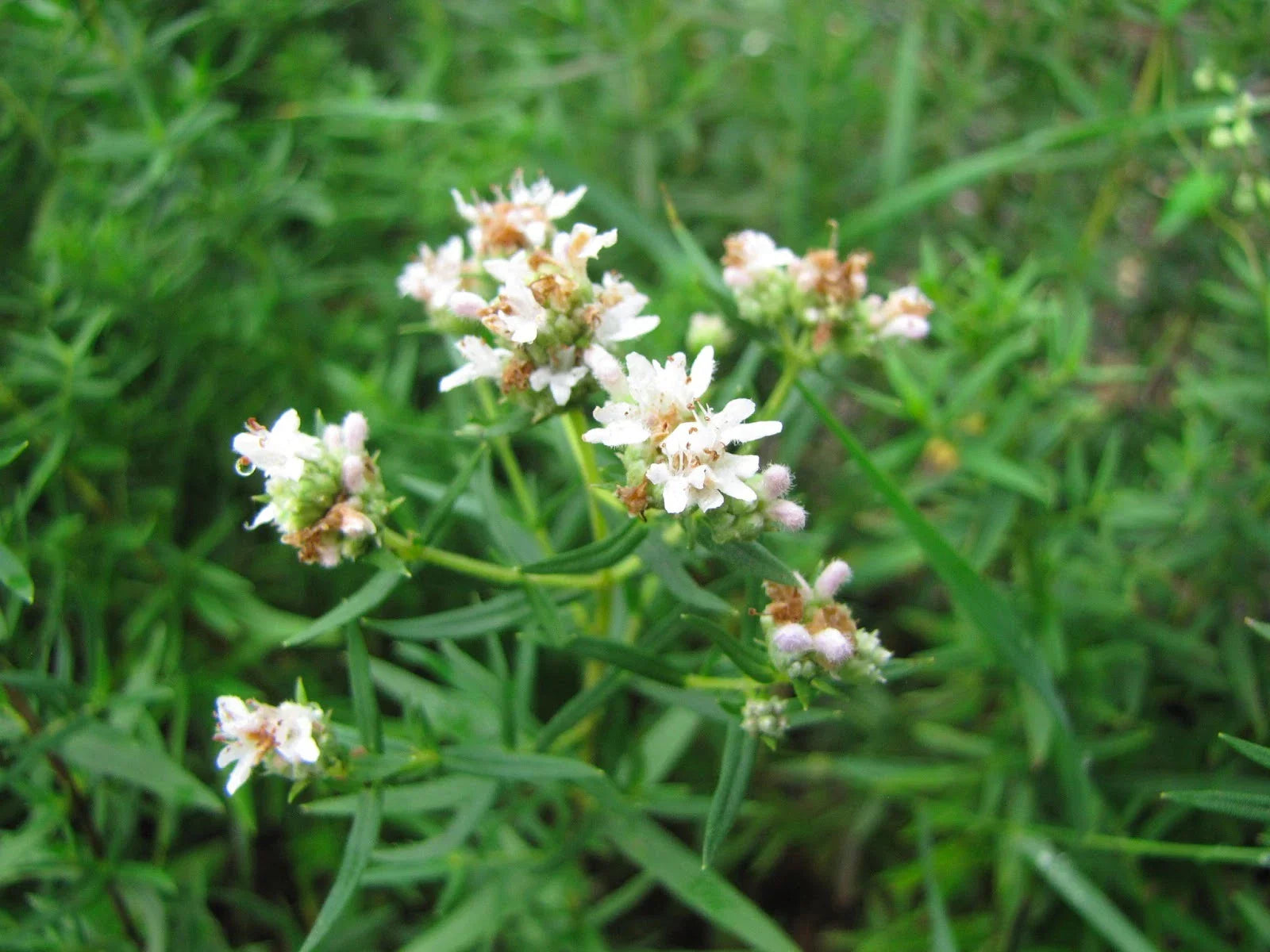 Mint Seeds - 300 Count - Mountain Wild Herb - Perfect for Shade/Sun - GroCo USA