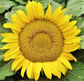 Yellow Pygmy Sunflower Seeds - 50+ Non-GMO Seeds for Planting (Helianthus debilis)