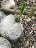 Sprouted Coconut Seed Plant Tree - Variable Size - Cocos Nucifera - Grown in Florida