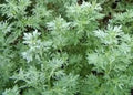 Wormwood Seeds 100 Seeds Organic Artemisia Absinthium Herb Perennial