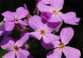 Evening Scented Stock Flower Seeds - 200 Fresh Seeds, Fragrant Blooms, Matthiola longipetala, Free USA Shipping