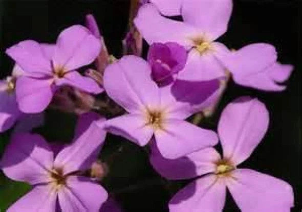 Evening Scented Stock Flower Seeds - 200 Fresh Seeds, Fragrant Blooms, Matthiola longipetala, Free USA Shipping
