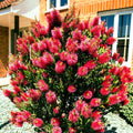 Crimson Bottlebrush Flower Tree Seeds - 50 Pack, Callistemon citrinus, Garden Planting, Vibrant Red Blooms