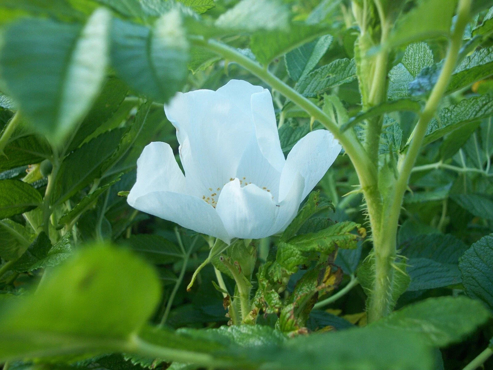 White Rugosa Rose Seeds, Rosa rugosa albiflora, Flowering Shrub Seeds for Gardens and Landscaping