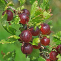 Jeanne Gooseberry Plant, Live Rooted Edible Shrub, Zones 3-7, Ribes uva-crispa, Sweet Maroon-Red Berries, Self-Pollinating