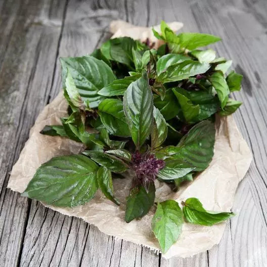 Thai Basil Seeds - 1000 Non-GMO Ocimum basilicum Herb for Culinary Use