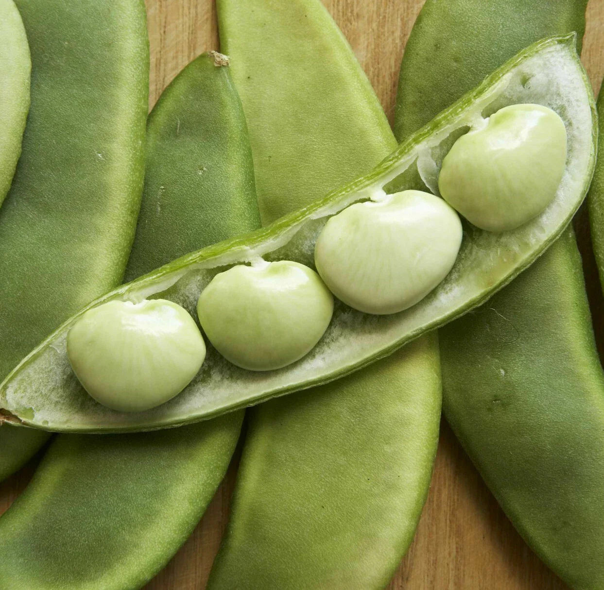 Fordhook 242 Lima Bean Seeds | Treated Butter Pea Fava Vegetable Seed | Phaseolus lunatus | New 2025