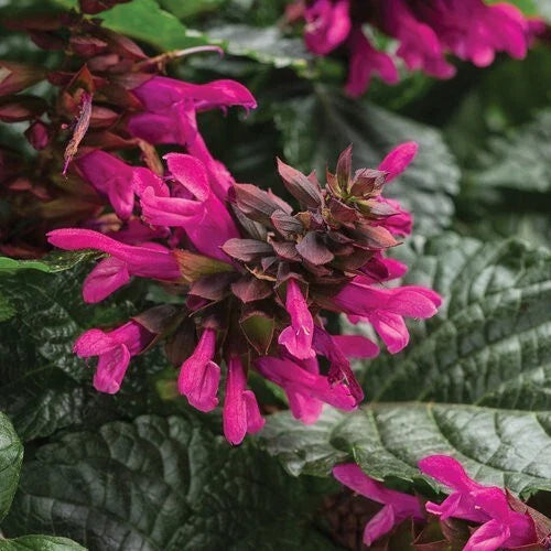 Fuchsia Salvia Seeds - 50 Perennial Flower Seeds for Hummingbirds - Salvia splendens - US Seller