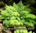 Lady Fern Rhizomes - 5 Live Roots, Easy to Grow, Deer Resistant, Zones 3-8 - Athyrium filix-femina