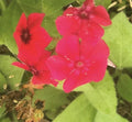Red Scarlet Phlox Drummondii Flower Seeds - 3000 Seeds - Vibrant Red Annual Flowers for Garden and Landscape