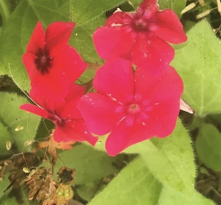 Red Scarlet Phlox Drummondii Flower Seeds - 3000 Seeds - Vibrant Red Annual Flowers for Garden and Landscape