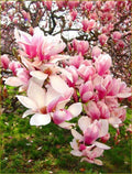 Light Pink White Magnolia Seeds - 5 Fragrant Seeds for LILY FLOWER TREE - Magnolia grandiflora - US Seller
