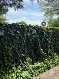 10 Live Rooted English Ivy Plants - 6 Inch Green Vine Groundcover - Hedera helix - Hardy Evergreen Garden Plant