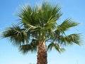 Washington Robusta Mexican Fan Palm Seedling - 4 Year Old Sapling - Trachycarpus fortunei