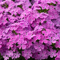 Ruby Phlox Seeds - 50 Perennial Flower Seeds for Bees & Butterflies - Phlox subulata - US Seller