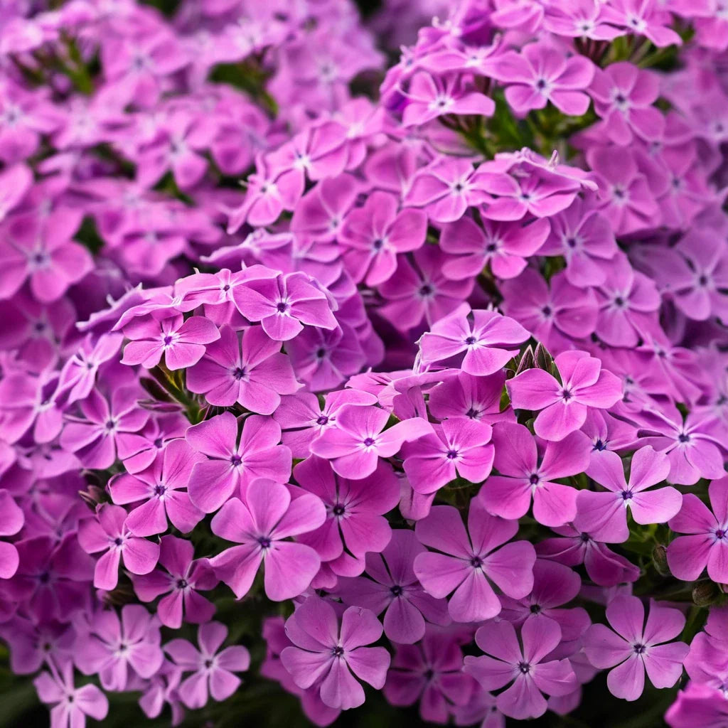 Ruby Phlox Seeds - 50 Perennial Flower Seeds for Bees & Butterflies - Phlox subulata - US Seller