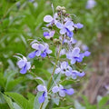 Clerodendrum Blue Butterfly Live Rooted Plant 4" Tropical Vine - No Pot - Exotic Garden Plant, Climbing Vine (Clerodendrum)