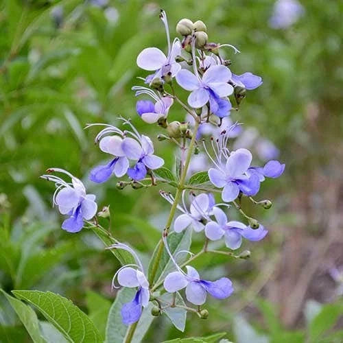 Clerodendrum Blue Butterfly Live Rooted Plant 4" Tropical Vine - No Pot - Exotic Garden Plant, Climbing Vine (Clerodendrum)