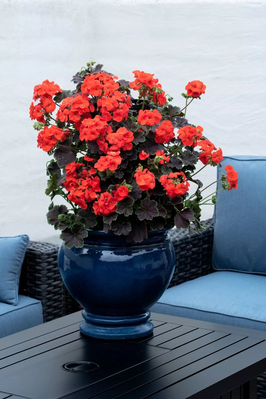 Geranium Plants Plugs (4) Climbing Tall Dark & Handsome Blood Orange (Pelargonium) Live Annuals for Containers, Zones 9-11