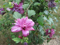 Red Althea Cuttings 6-8" Double Red Rose of Sharon Hibiscus syriacus - 3 Premium Plant Cuttings