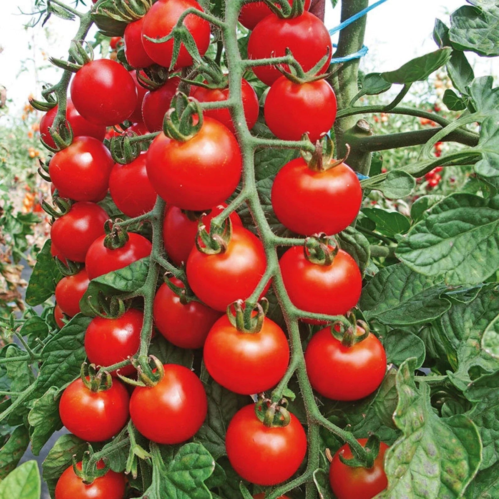 Cherry Tomato Seeds - 200+ Super Sweet Large Heirloom Non-GMO Organic - Solanum lycopersicum
