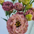 Lisianthus Plug Starter Plant – Rosanne Brown – Live Well-Rooted Seedling – Eustoma grandiflorum