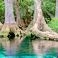Water Tupelo Tree Seeds - 5 Pack - Giant Long-Living Honey Sap Trees - Nyssa aquatica