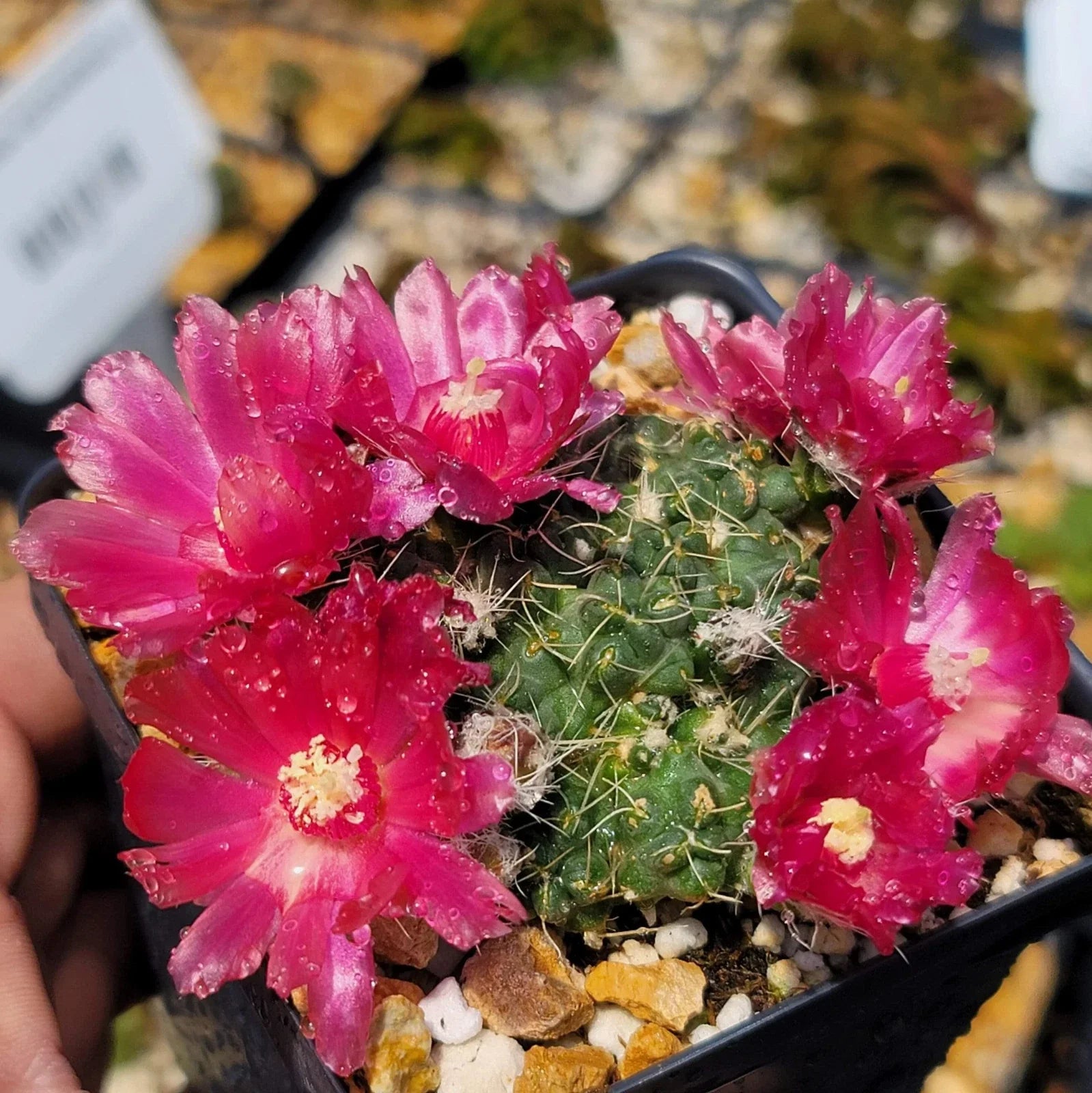 Puna subterranea 'Incahuasi' Cactus | Live Succulent Plant | Unique Desert Plant | Indoor/Outdoor Cacti