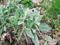 Lamb's Ears Live Starter Plants Set of 3 - Stachys byzantina
