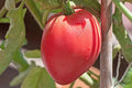 Organic Anna Russian Tomato Seeds - 100 Count - USA Grown - Heirloom Variety - Non-GMO Gardening Seeds