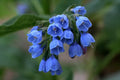 Virginia Bluebells Plants - 2 Shade Loving Perennials for Woodland Gardens - Winter Hardy (Mertensia virginica)