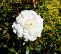White Dwarf Roses - Perennial Plant - White Blooms - Rosa spp.