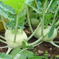 Kohlrabi Seeds - White Vienna Variety - Fresh Organic Vegetable Seeds - Brassica oleracea