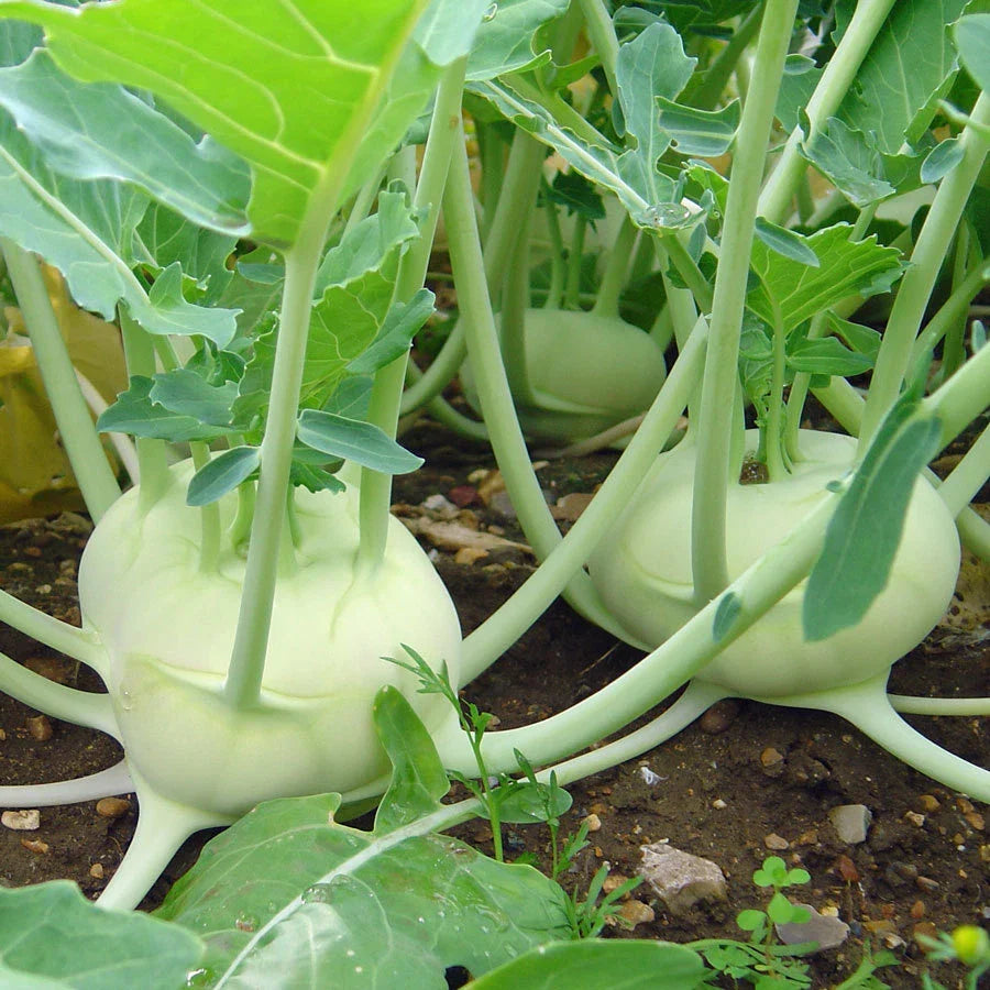 Kohlrabi Seeds - White Vienna Variety - Fresh Organic Vegetable Seeds - Brassica oleracea