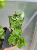 Hoya Hindu Rope Plant - 4" Pot - Wax Plant, Variegated - Hoya carnosa 'Compacta'