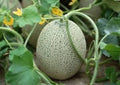 Hales Cantaloupe Seeds, 30 Seeds, Organic Melon, Cucumis melo var. cantalupensis