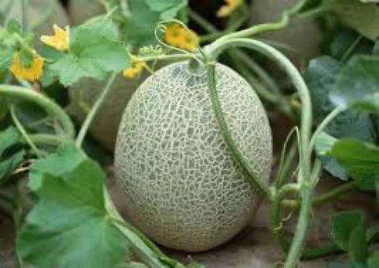 Hales Cantaloupe Seeds, 30 Seeds, Organic Melon, Cucumis melo var. cantalupensis