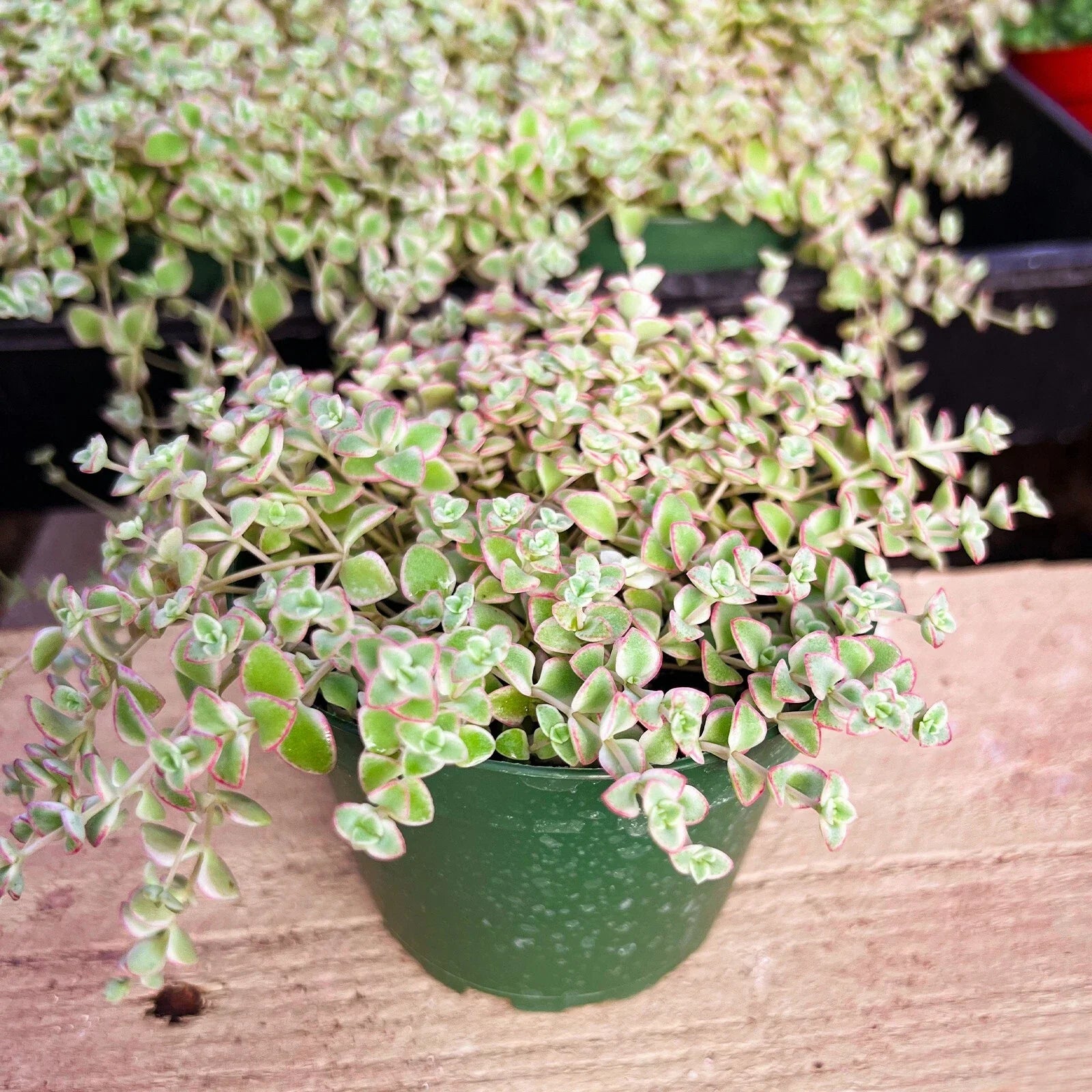 Crassula Sedum 'Little Missy' Succulent Plant in 4 Inch Planter Pot - Fully Rooted Indoor Decor