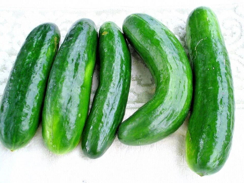 Muncher Cucumber Seeds - 100+ Organic Heirloom Non-GMO - Cucumis sativus
