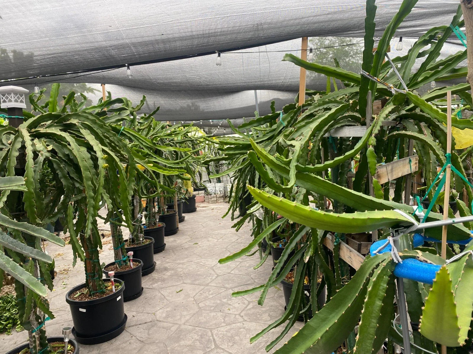 Dragon Fruit Cuttings - 10" to 12" - Multiple Varieties - Hylocereus spp.