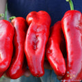 Marconi Red Sweet Pepper Seeds - 25+ Pack for Garden Planting - Capsicum annuum - Non-GMO, USA, Free Shipping